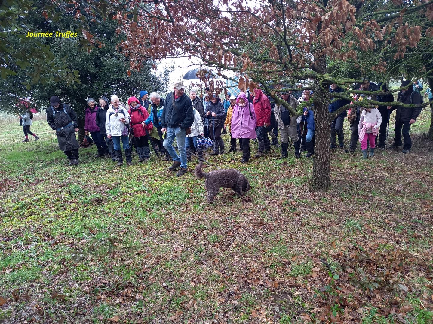 Truffes copier